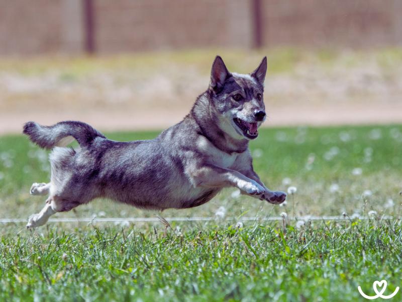 Psi-plemeno-svedsky-vallhund (2)